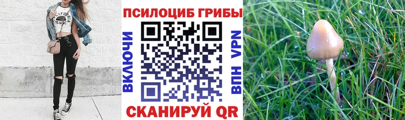 mega вход  Курлово  Галлюциногенные грибы Cubensis 